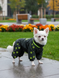 Raincoat jumpsuit for small breed, Black, XXS 23-25cm, Chihuahua, Women
