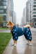 Regenoverall f&uuml;r gro&szlig;e Hunderassen, blau &ndash; Gr&ouml;&szlig;en 3XL&ndash;10XL &ndash; f&uuml;r Akita | Dog's Happiness 0153-01/25/55 фото