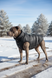 Jacket for large breeds, Black, 8XL 69-70cm, Unisex
