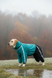 Full-body dog raincoat for large breeds, turquoise &ndash; sizes 3L&ndash;10XL &ndash; fits American Staffordshire Terrier, Shepherd, Dobermann etc. | Dog's Happiness, Turquoise, 4XL 58-60cm, Retriever, Men