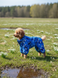 Dog raincoat for small breeds, Assorts, 3M 36-38cm, Poodle, Men