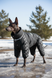 Winter jumpsuit for large breeds, Black, XL 51-52cm, Xolo, Men