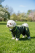 Regenoverall f&uuml;r kleine Hunderassen, dunkeloliv &ndash; Gr&ouml;&szlig;en XS&ndash;3L &ndash; f&uuml;r Malteser, Pudel, Zwergpinscher, Zwergschnauzer | Dog's Happiness 0116-01/44/55 фото 1