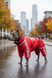 Regenoverall f&uuml;r gro&szlig;e Hunderassen, rot, wasserdicht, mit d&uuml;nnem Futter &ndash; Gr&ouml;&szlig;en 3L&ndash;8XL &ndash; f&uuml;r American Staffordshire Terrier | Dog's Happiness 0111-01/21 фото 1