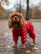 Raincoat jumpsuit for medium breeds, Red, 3M 36-38cm, Cavalier, Women