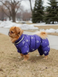 Winteroverall f&uuml;r kleine Hunderassen, flieder, mit Silikonf&uuml;llung und Fleecefutter &ndash; Gr&ouml;&szlig;en S&ndash;2L &ndash; f&uuml;r Malteser, Pekinese | Dog's Happiness 0120-03/42/55 фото 1