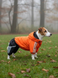 Winteroverall f&uuml;r kleine Hunderassen, orange-schwarz, mit Silikonf&uuml;llung und Fleecefutter &ndash; Gr&ouml;&szlig;en 2M&ndash;2L &ndash; f&uuml;r Jack Russell Terrier | Dog's Happiness 021410-03/36 фото 1