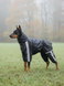Transitionnal jumpsuit for doberman