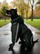 Transitionnal jumpsuit for doberman