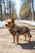 Жилет для собак &ndash; розміри XS&ndash;4XL | Dog's Happiness 0655-04/20/55 фото 1