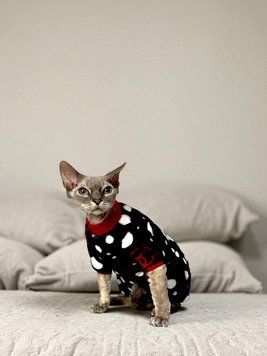 Трикотажна пижама для кота 1162/41/55 фото