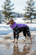 Winter jumpsuit for large breeds, Black, XL 51-52cm, Whippet, Men
