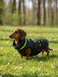 Jacket for dog, Black, M 31-32cm, Unisex