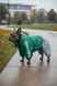 Regenoverall f&uuml;r kleine Hunderassen, gr&uuml;n, wasserdicht, mit d&uuml;nnem Futter &ndash; Gr&ouml;&szlig;en 2M&ndash;2L &ndash; f&uuml;r Franz&ouml;sische Bulldogge | Dog's Happiness 021322-01/36/55 фото