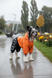 Regenoverall f&uuml;r kleine Hunderassen mit Herzchenprint, orange-schwarz, aus Membranstoff &ndash; Gr&ouml;&szlig;en S&ndash;L &ndash; f&uuml;r Chinesischer Schopfhund | Dog's Happiness 021510-01/24/56 фото