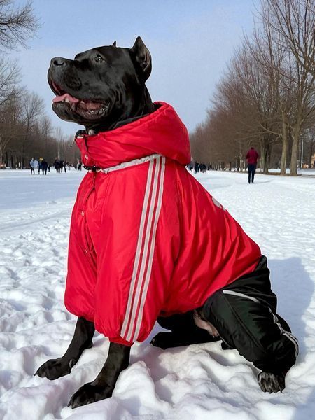 Winteroverall f&uuml;r gro&szlig;e Hunderassen, rot-schwarz, mit Silikonf&uuml;llung und Fleecefutter &ndash; Gr&ouml;&szlig;en 5XL&ndash;13XL &ndash; f&uuml;r Dobermann, Cane Corso | Dog's Happiness 021110-03/36 фото