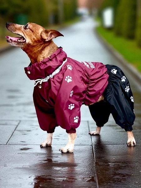 Transitional jumpsuit for small breeds, Violet, XS 26-28cm, Zwergpinscher, Men